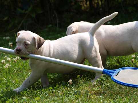 American bulldog pup